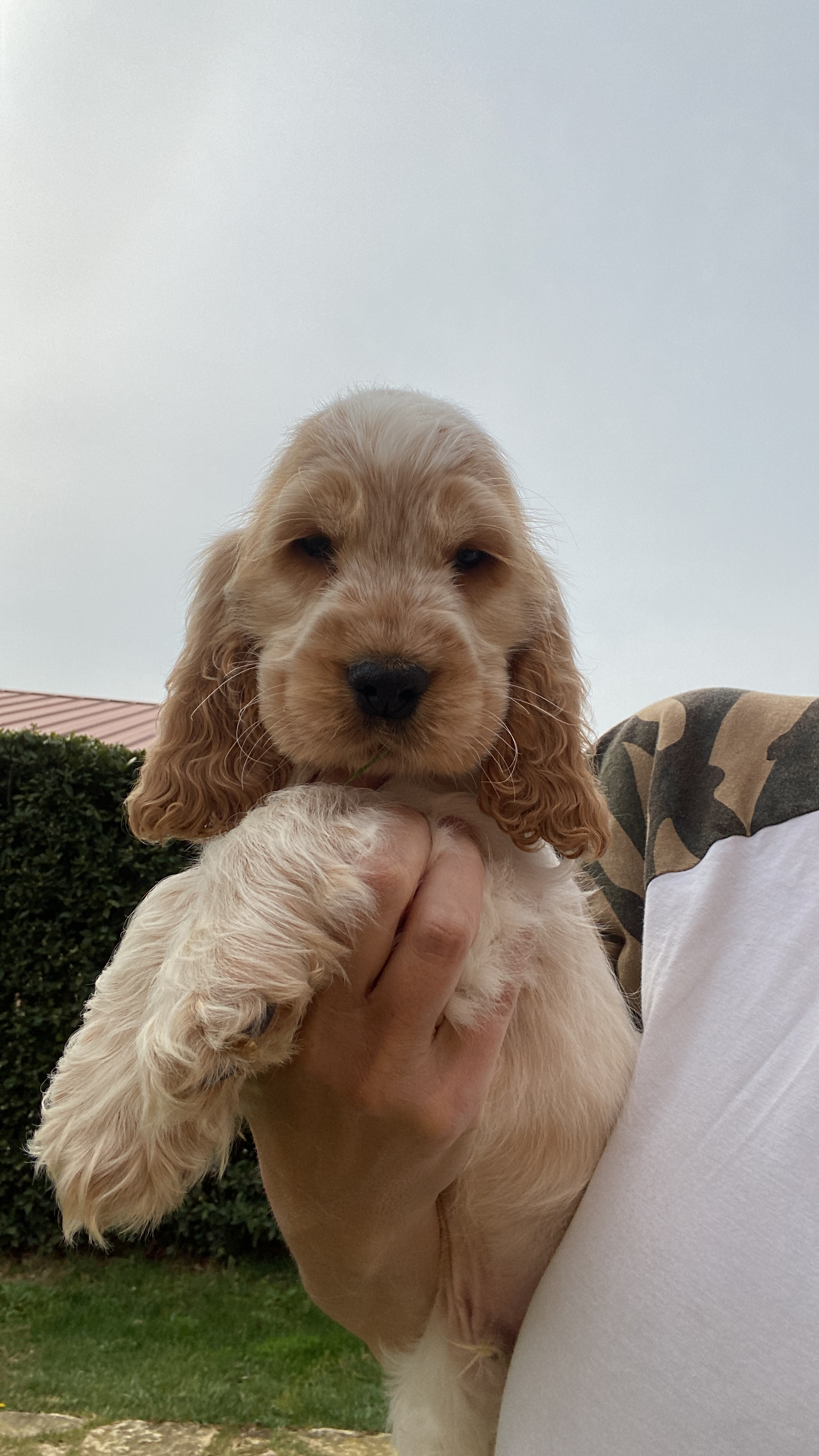 Puppy orange english cocker spaniel 