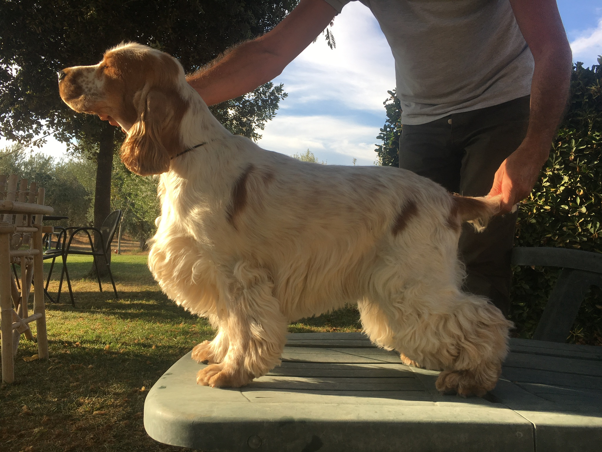  an orange and white English Cocker Spaniel in a Tuscan home